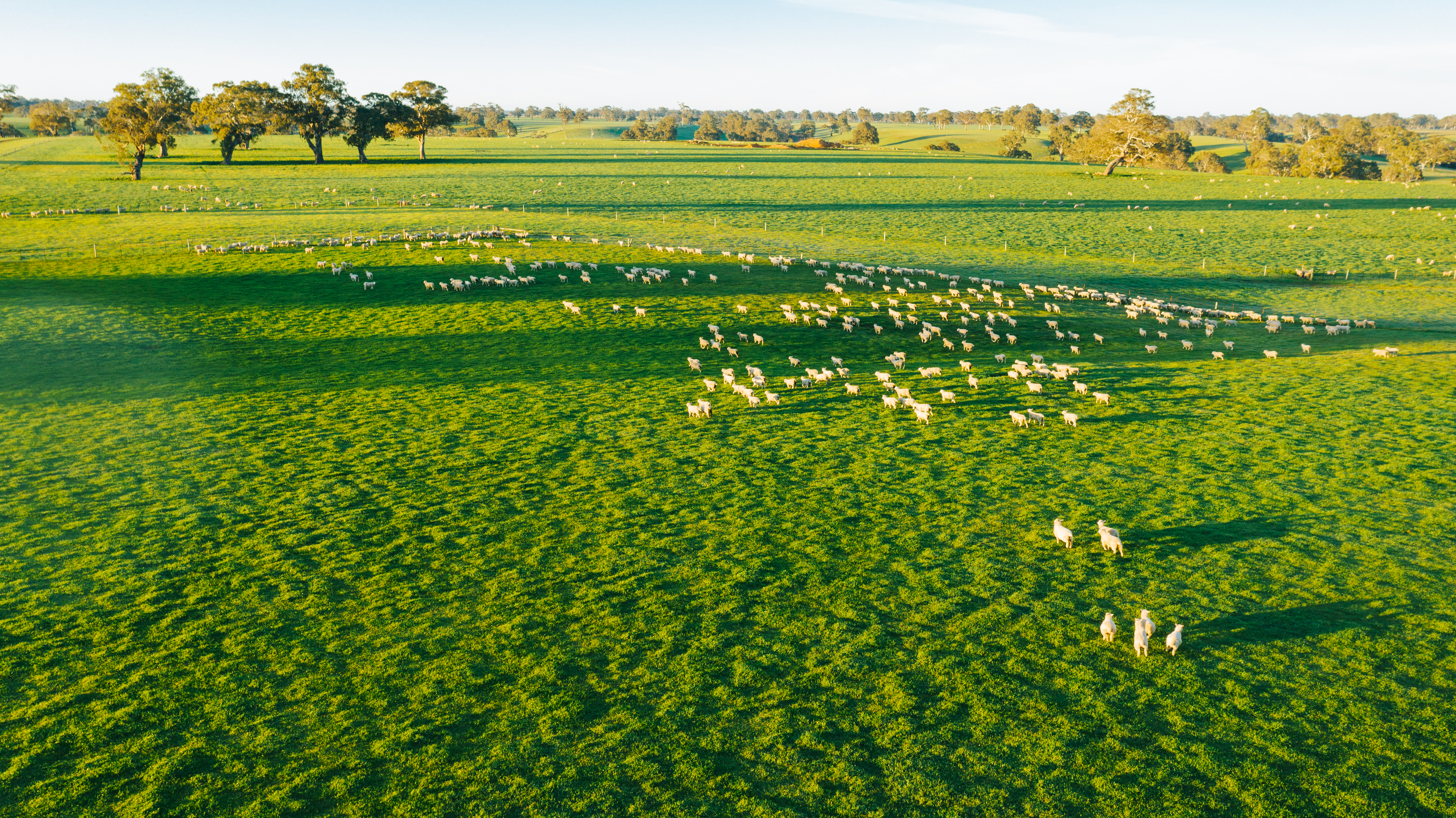 Australian Lamb – Always High Quality & Tasty