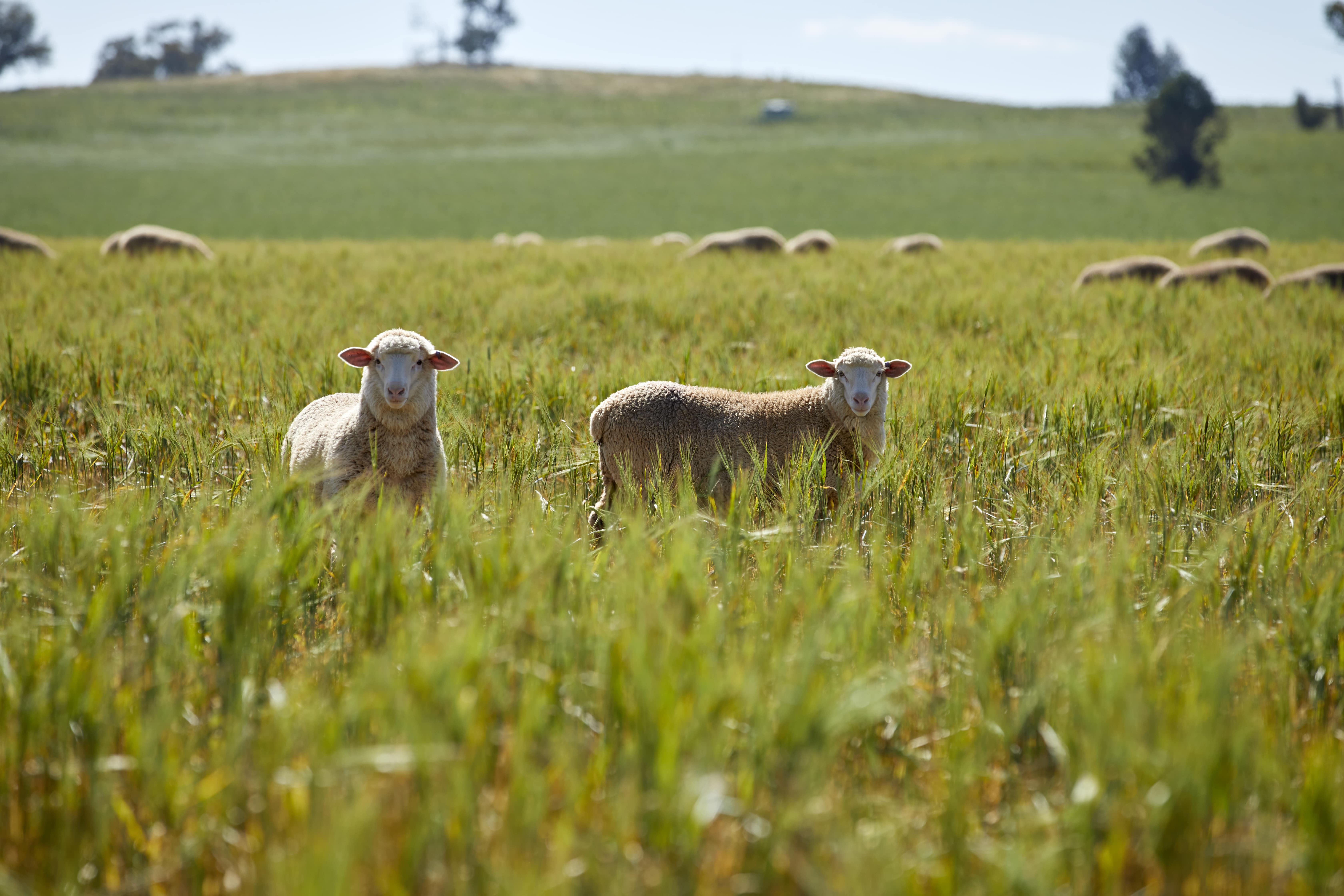 Australian Beef And Lamb Sustainability - Peace of Mind for UK Consumers